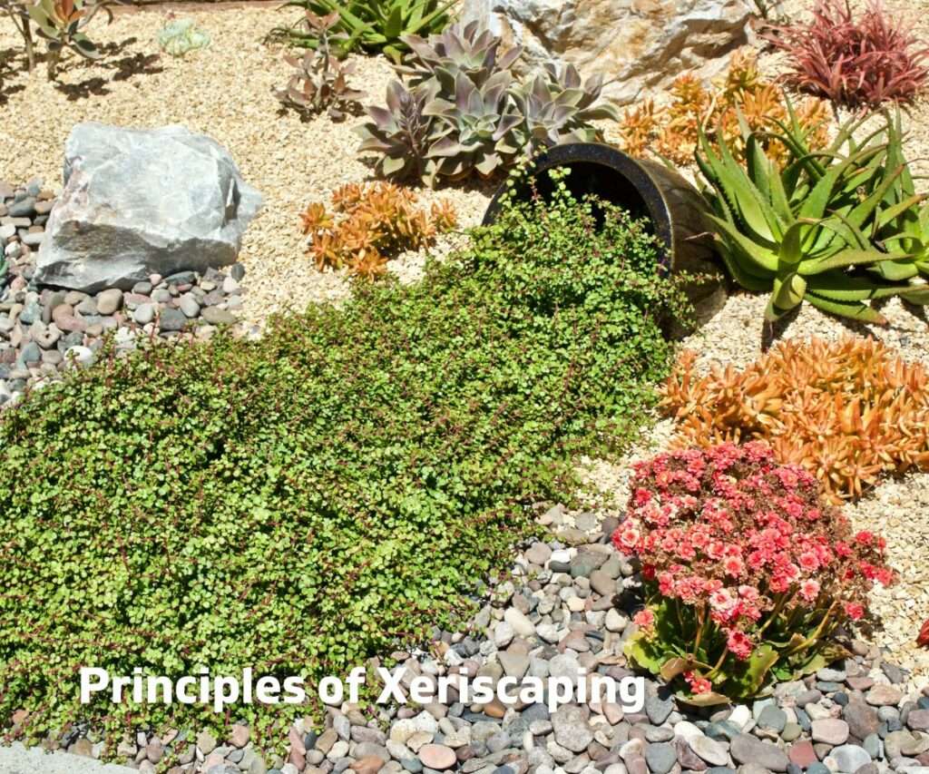 Principles of Xeriscaping