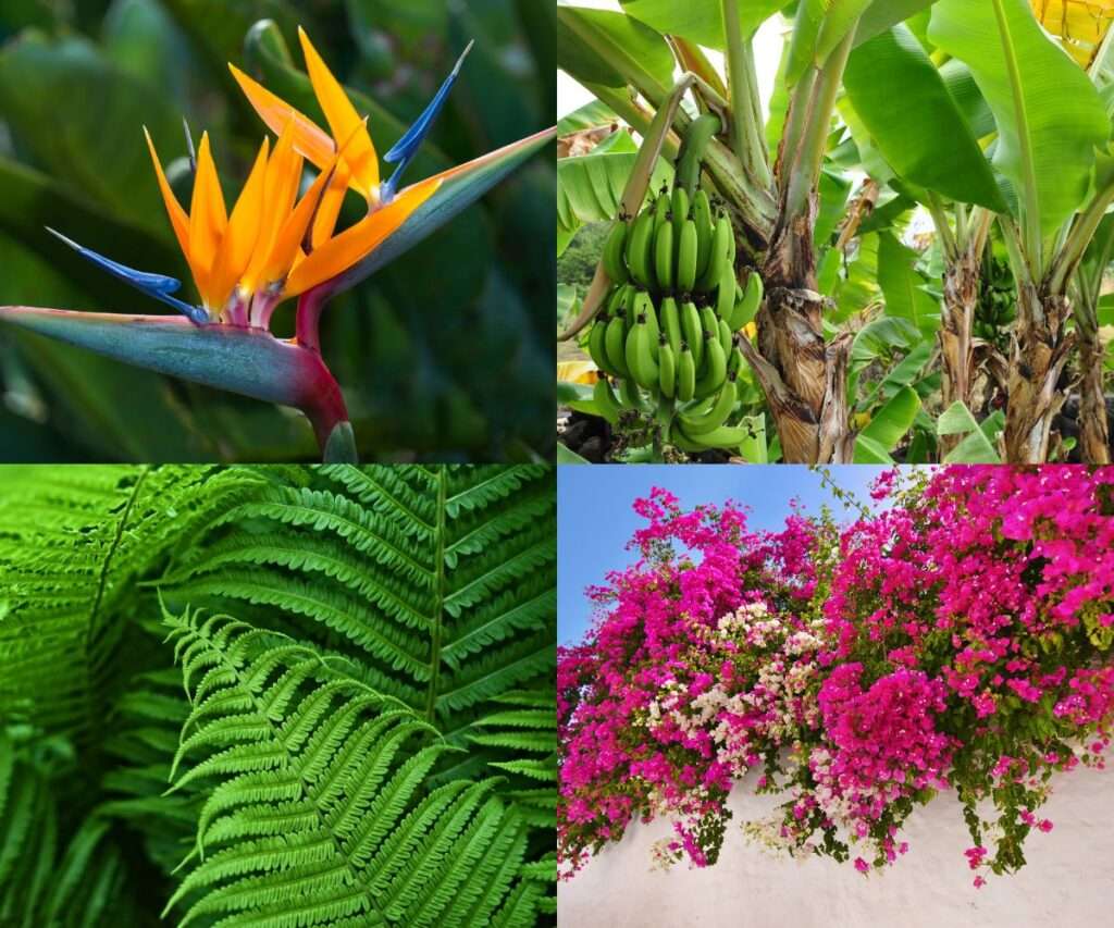 Top Tropical Plants