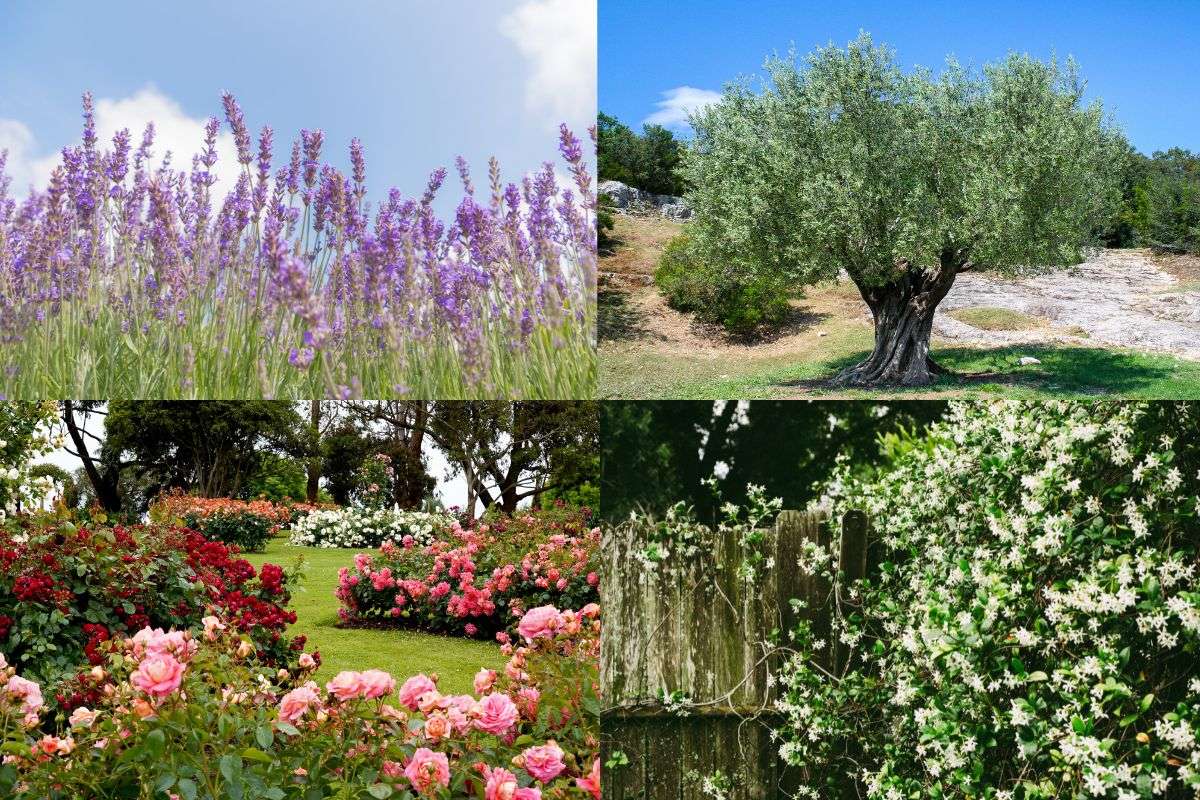 Mediterranean-English Garden Landscape